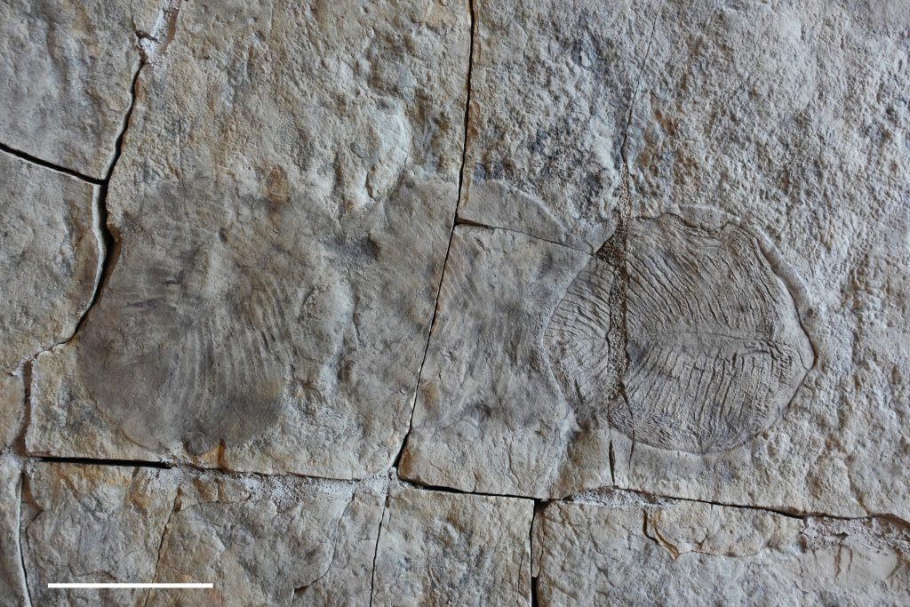 Empreintes d'un fossile précambrien ainsi que ces traces fossiliées
