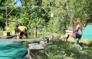 Suivi hebdomadaire de la production et de la longvit des feuilles de plantes aquatiques