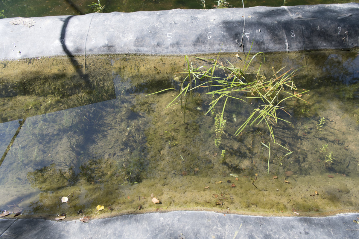 Portion d’une rivière artificielle montrant la culture en lignes des espèces de plantes aquatiques en conditions semi-naturelles