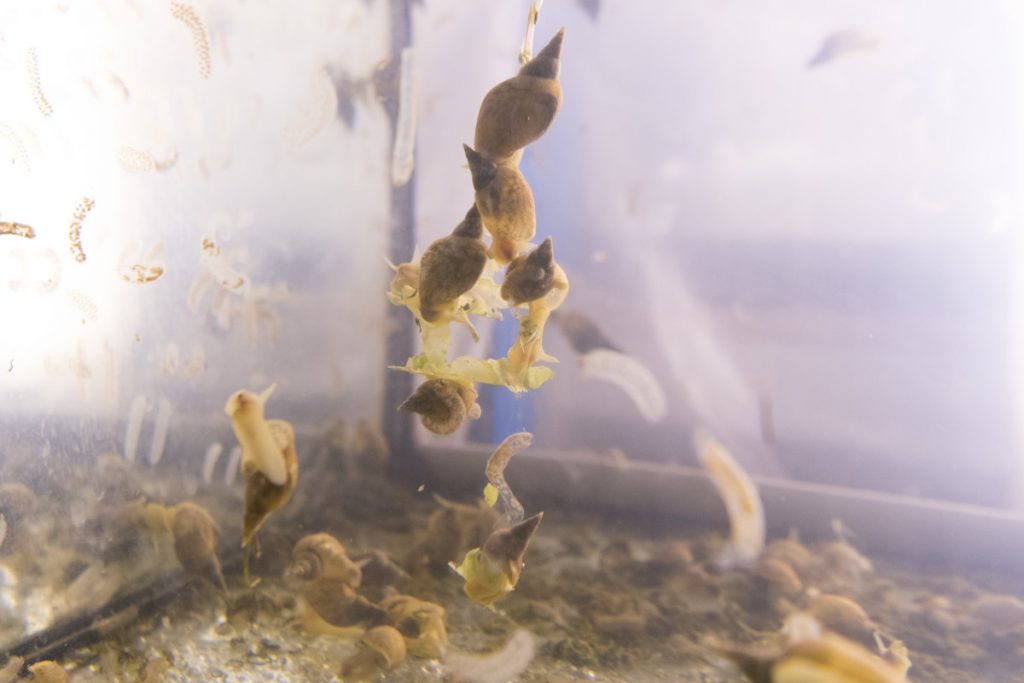 Élevage d'escargots d’eau douce pour des tests d’herbivorie