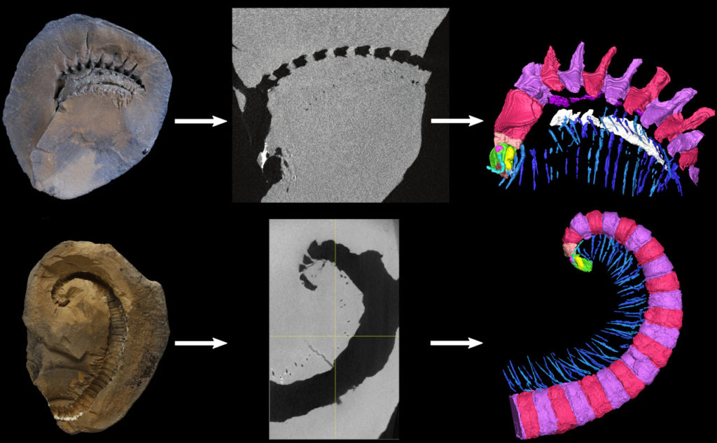 Image CT-scan - La paléontologie aujourd'hui 