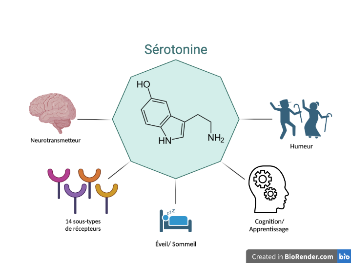 Sérotonine - imagerie santé