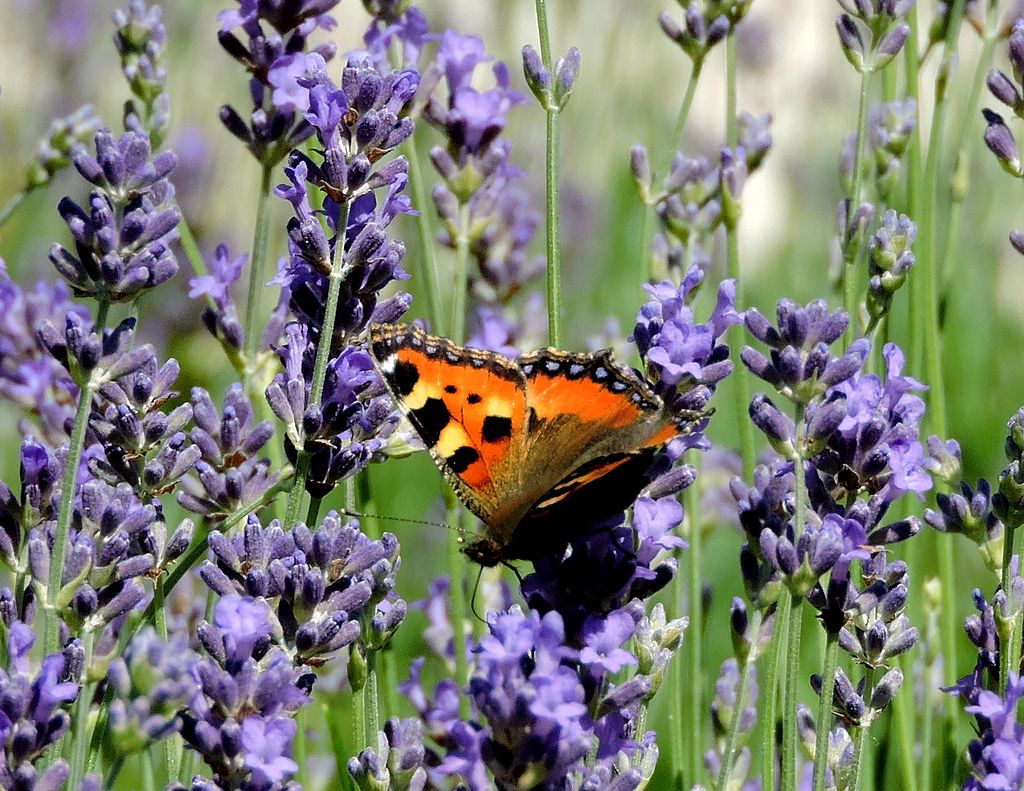 1024px-Biodiversité_et_engagement_vers_le_0_phyto